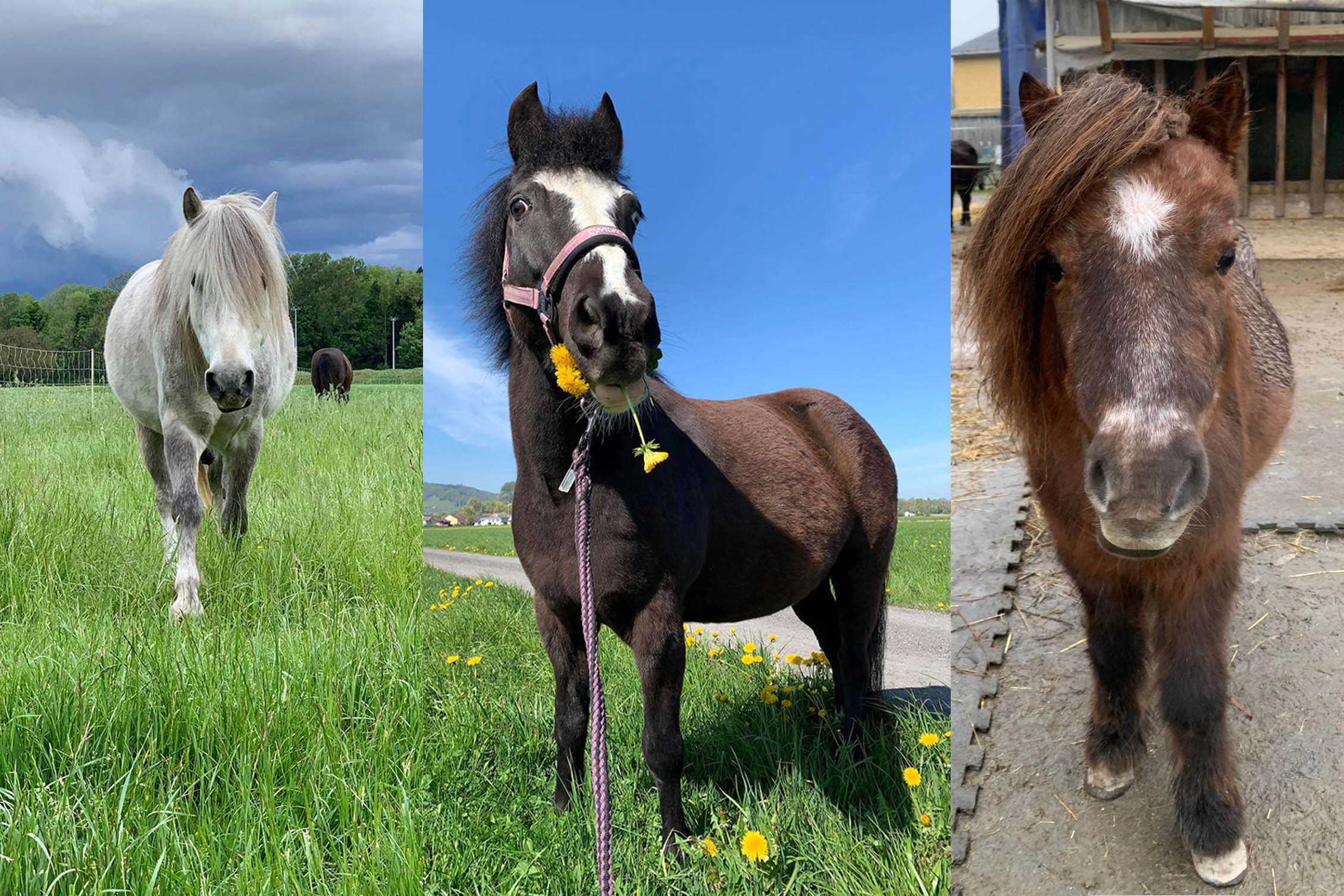 Carmen mit Macy, Blue und Benny