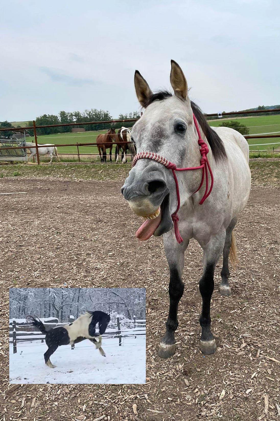 Regina mit Avani und Shadow 