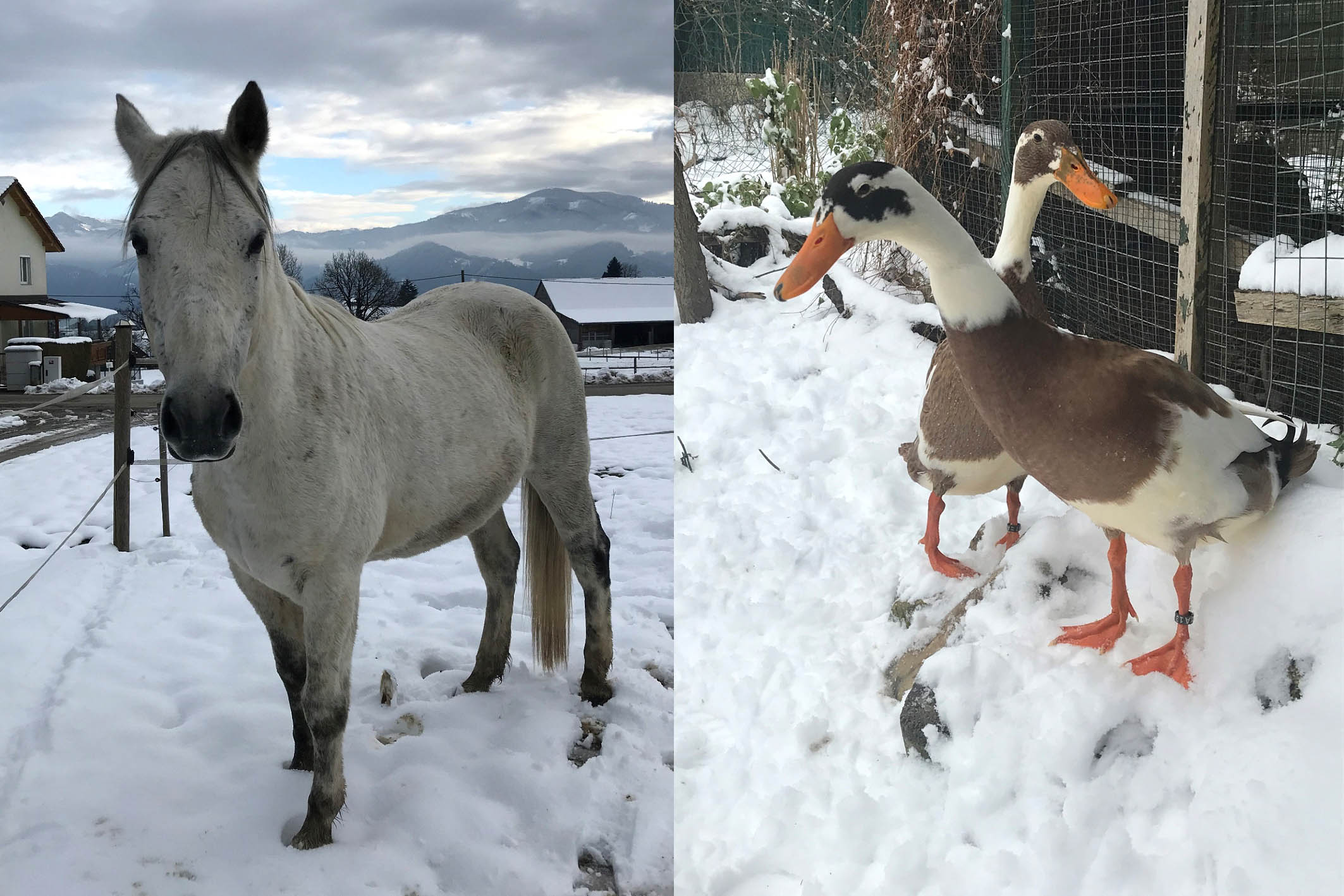 Sarah mit Trudi, Edwin und Kalif 